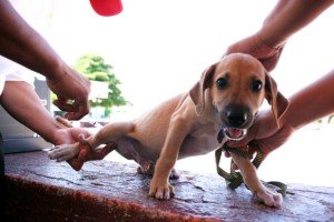 vacunación-canina